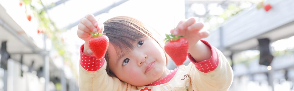 神戸でイチゴ狩りを楽しむなら、高設栽培でイチゴが採りやすい、まほろばいちご園へ！